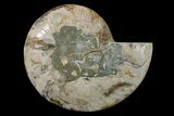 Cut & Polished Ammonite Fossil (Half) - Crystal Chambers #162327-1